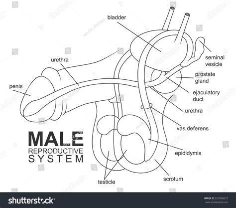 男人生殖系統|男性生殖系統 (male reproductive system)